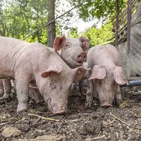 Gschlo Ssler Impress 400x300 4